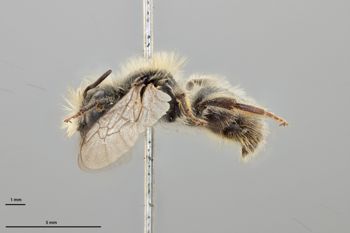 Media type: image;   Entomology 792472 Aspect: habitus lateral view